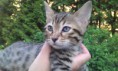 /album/we-still-have-2-available-kittens-visit-us-n-reserve-now-/alpha-1-jpg1/
